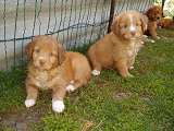 Štěňata Nova Scotia Duck Tolling Retriever
